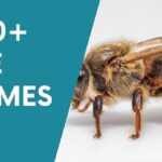 Bee Names