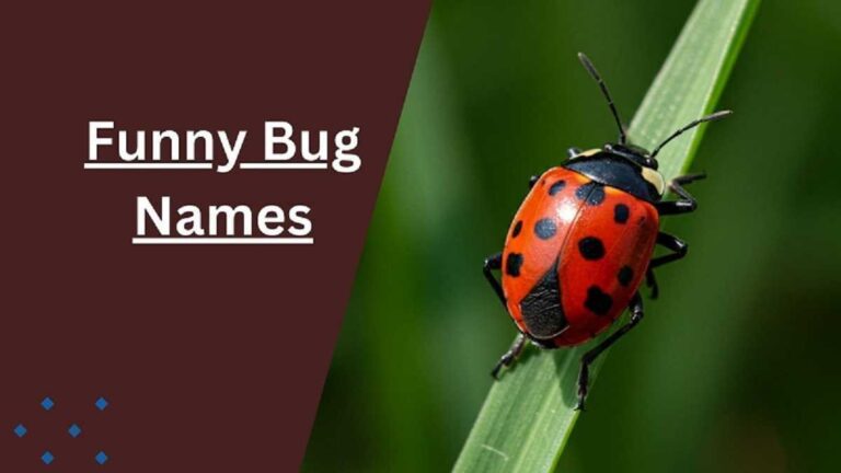 Bug Names