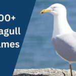 Seagull Names