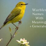 Warbler Names