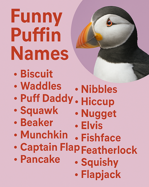 Funny Puffin Names