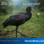 Ibis Names