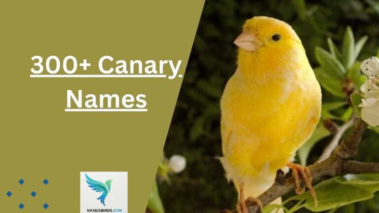Canary Names