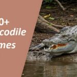 Crocodile Names