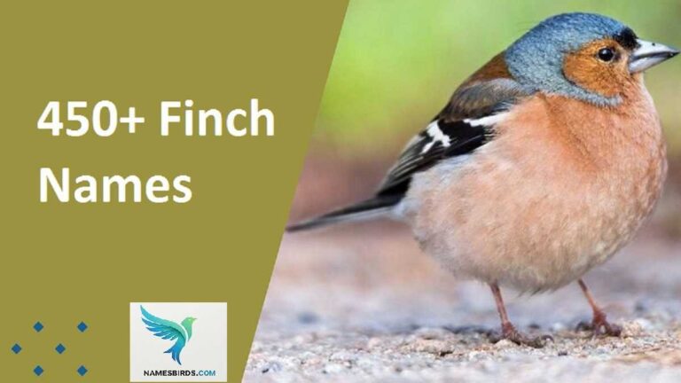 Finch Names