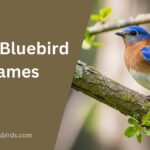 Bluebird Names
