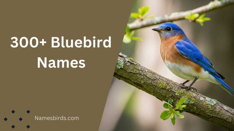 Bluebird Names