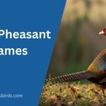 Pheasant Names