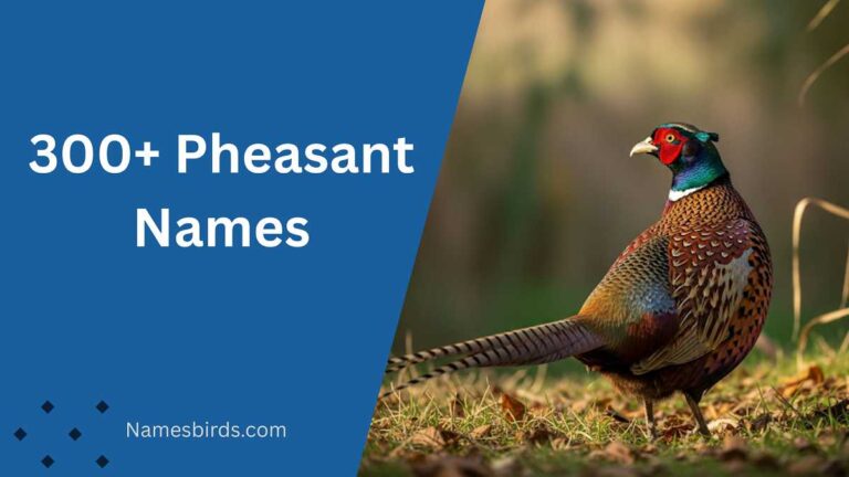 Pheasant Names
